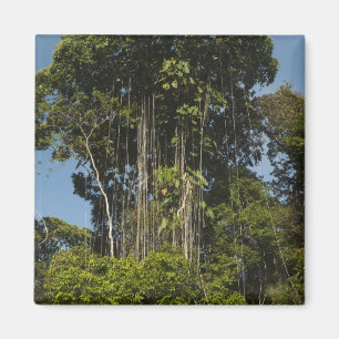 Imán Guyana, con el borde del río Rewa