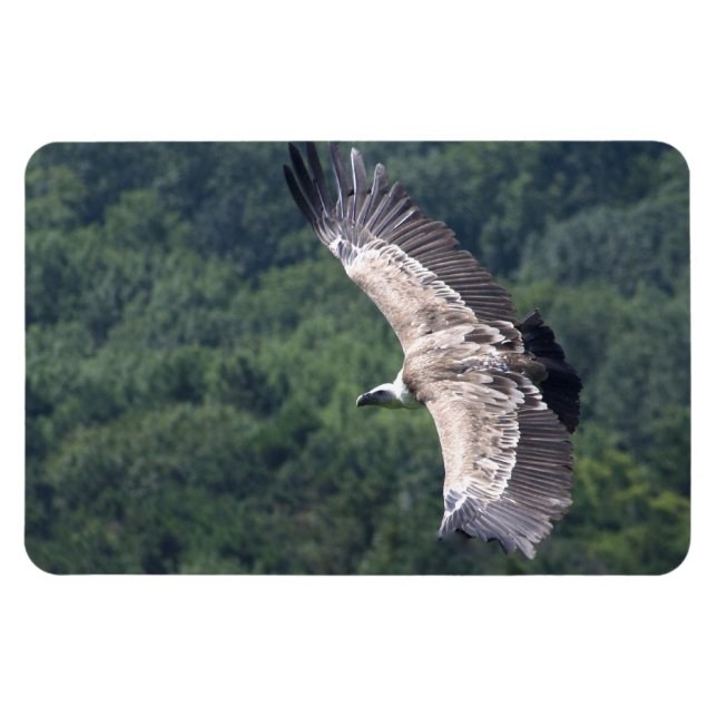 Imán Gyps fulvus (Horizontal)
