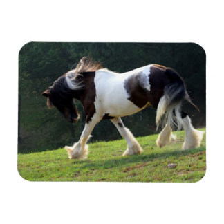 Imán Gypsy Vanner