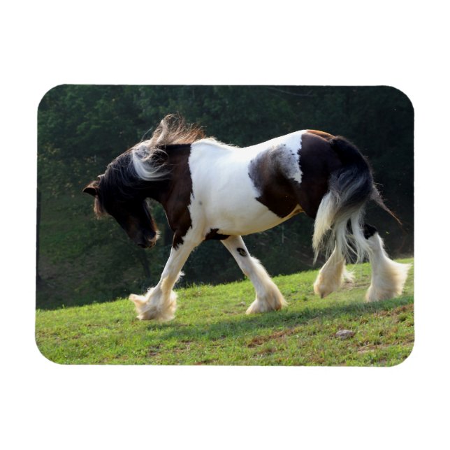 Imán Gypsy Vanner (Horizontal)