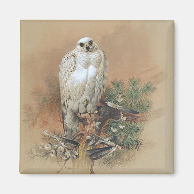 Imán Gyrfalcon - 1861 (Frente)