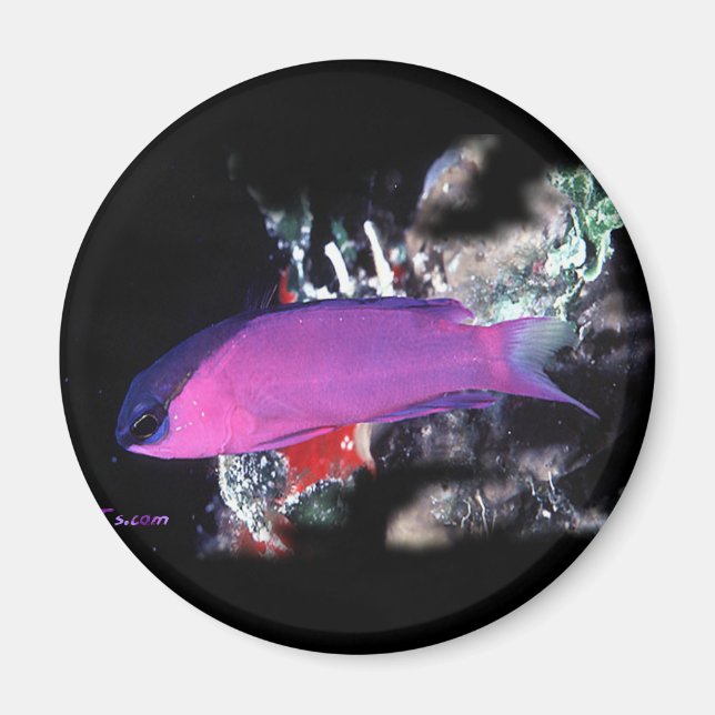 Imán H2Oasis Basslet (Frente)