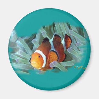 Imán H2Oasis Clowfish