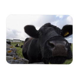 Imán H.A.S. Arts Cow Magnet