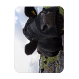 Imán H.A.S. Arts Cow Magnet