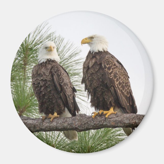 Imán H&O Circle Magnet (Varios tamaños disponibles) (Frente)