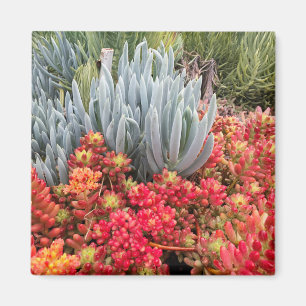 Imán Haba de jalea roja Sedum y Succulent azul de la