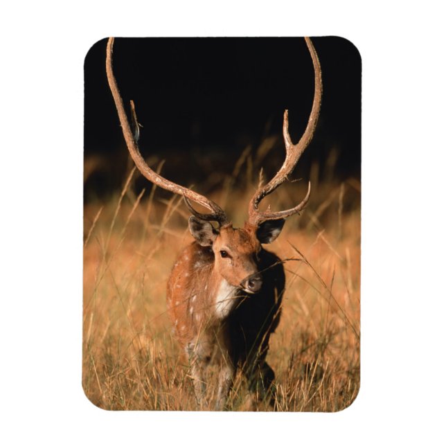 Imán Hábitat natural cínico | Parque nacional de Bandha (Vertical)