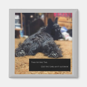 Imán Habla con la cola