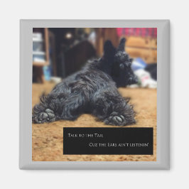 Imán Hablar con la cola