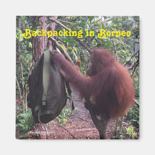 Imán Hacer excursionismo el orangután de Borneo