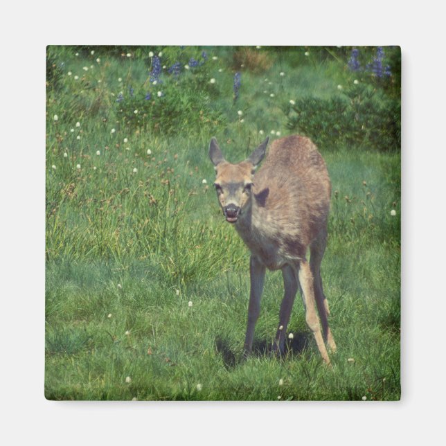 Imán Hacer frente (Frente)