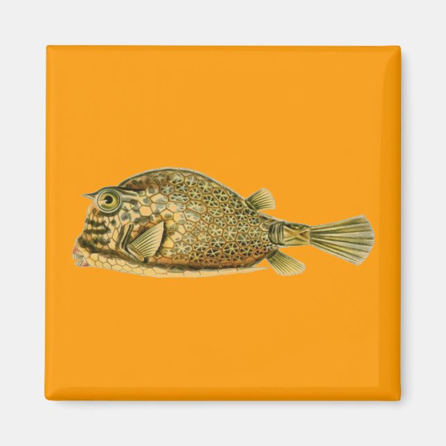 Imán Haeckel Fish (Frente)