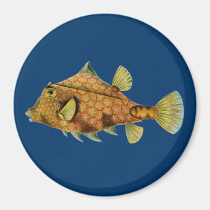 Imán Haeckel Fish