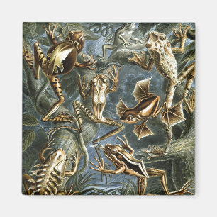 Imán Haeckel Frogs