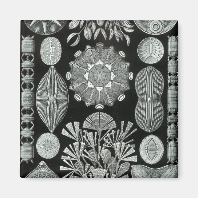 Imán Haeckel Negative (Frente)