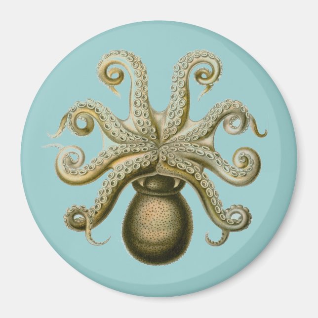 Imán Haeckel Octopus (Frente)