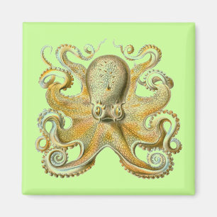Imán Haeckel Octopus