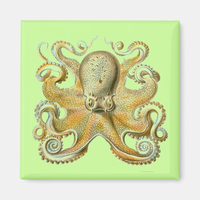 Imán Haeckel Octopus (Frente)