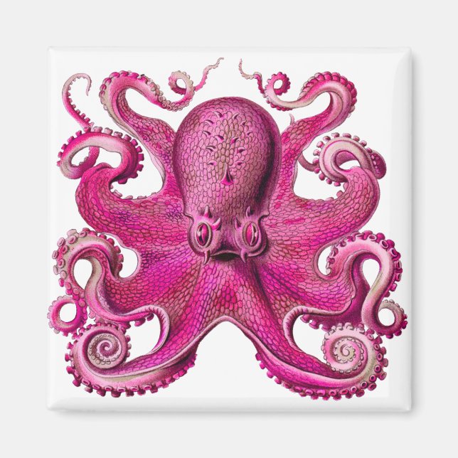 Imán Haeckel Octopus Pink (Frente)