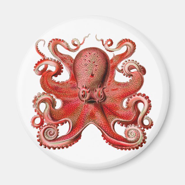 Imán Haeckel Octopus Red (Frente)