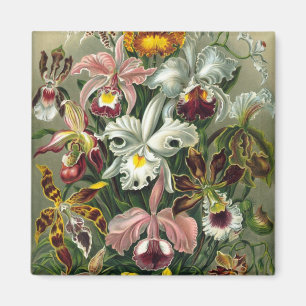 Imán Haeckel Orchids