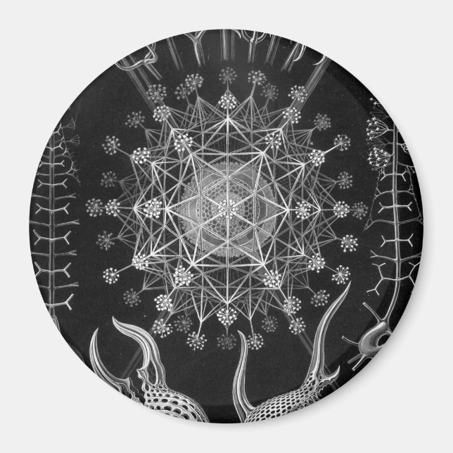 Imán Haeckel Phaeodaria (Frente)