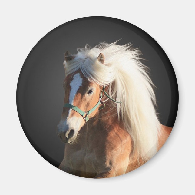 Imán Haflinger Horse (Frente)