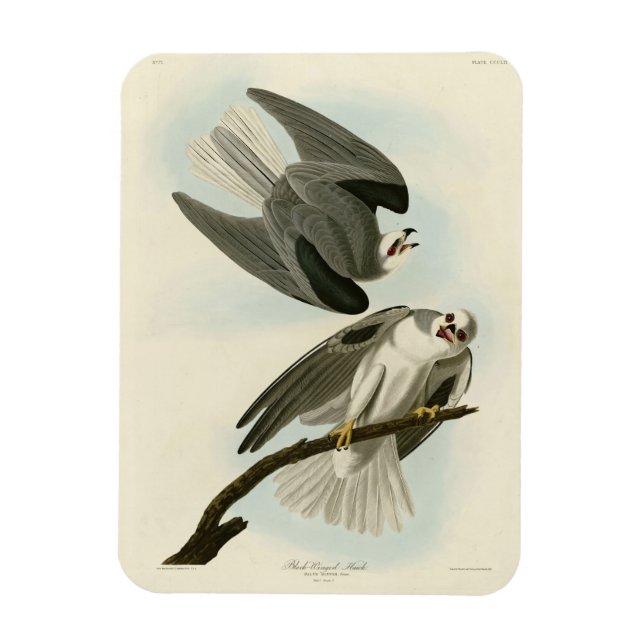 Imán Halcón de ala negra - Los pájaros de América de Au (Vertical)