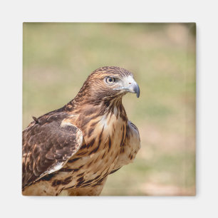 Imán Halcón de cola roja en el Valle de Hudson