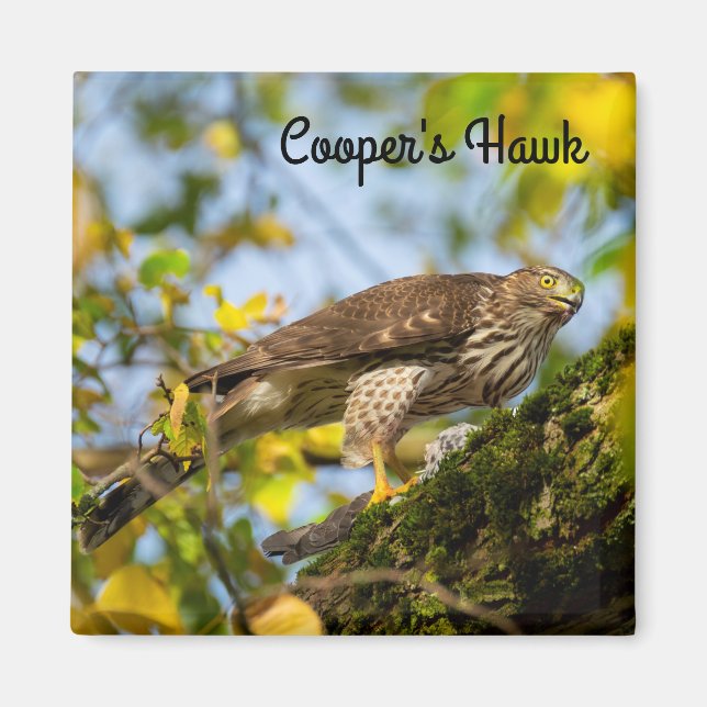 Imán Halcón de Cooper (Frente)