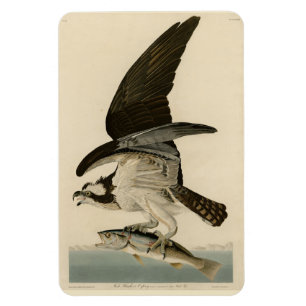Imán Halcón de pescado, Osprey, de los pájaros estadoun