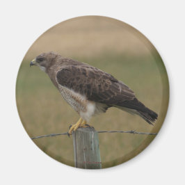 Imán Halcón de Swainson B10