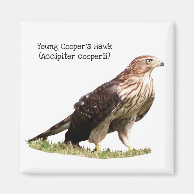 Imán Halcón del joven Cooper (Frente)