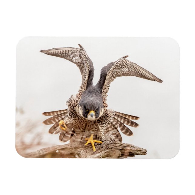 Imán Halcón Peregrino (Horizontal)