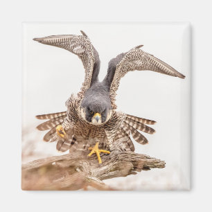 Imán Halcón Peregrino