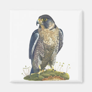 Imán Halcón Peregrino