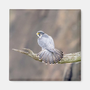 Imán Halcón Peregrino en el Parque Interestatal de Pali