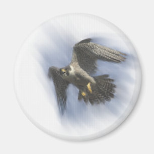 Imán Halcón Peregrino en vuelo