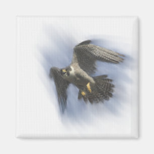 Imán Halcón Peregrino en vuelo