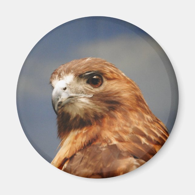 Imán Halcón rojo (Frente)