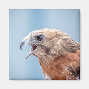 Imán Halcón rojo con hombro