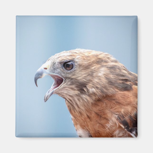 Imán Halcón rojo con hombro (Frente)