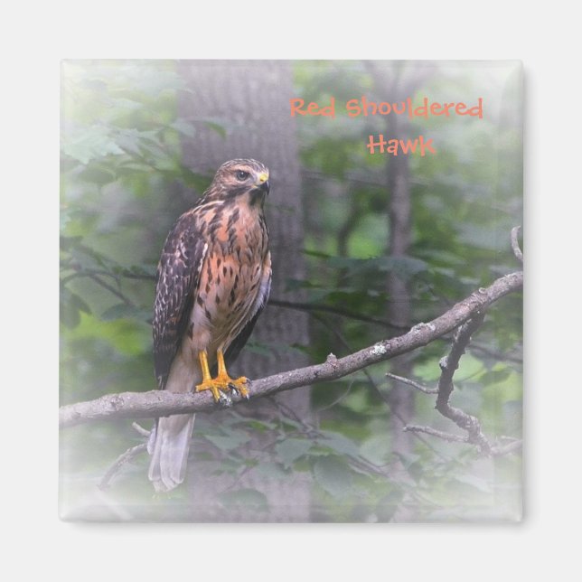 Imán Halcón rojo con hombro (Frente)