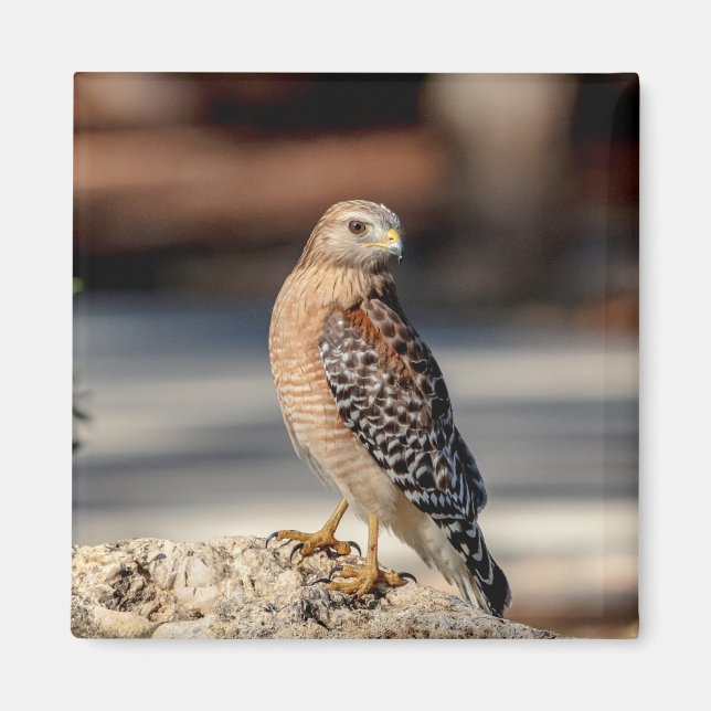 Imán Halcón Rojo con hombro en una roca (Frente)