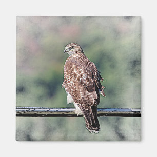 Imán Halcón rojo inmaduro