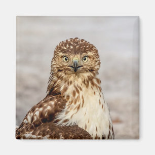 Imán Halcón rojo inmaduro en el suelo