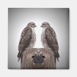 Imán Halcones en un poste