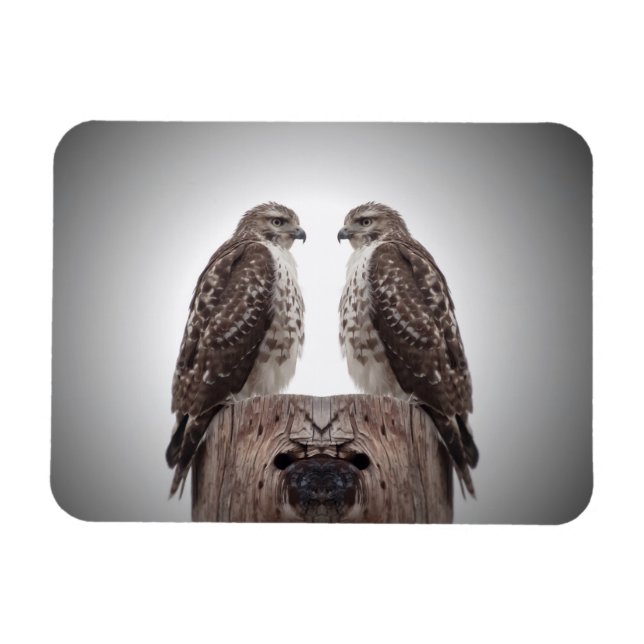 Imán Halcones en un poste (Horizontal)