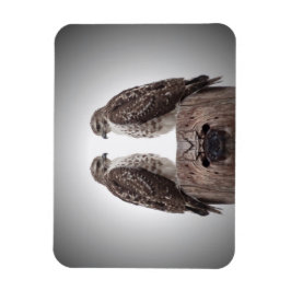 Imán Halcones en un poste